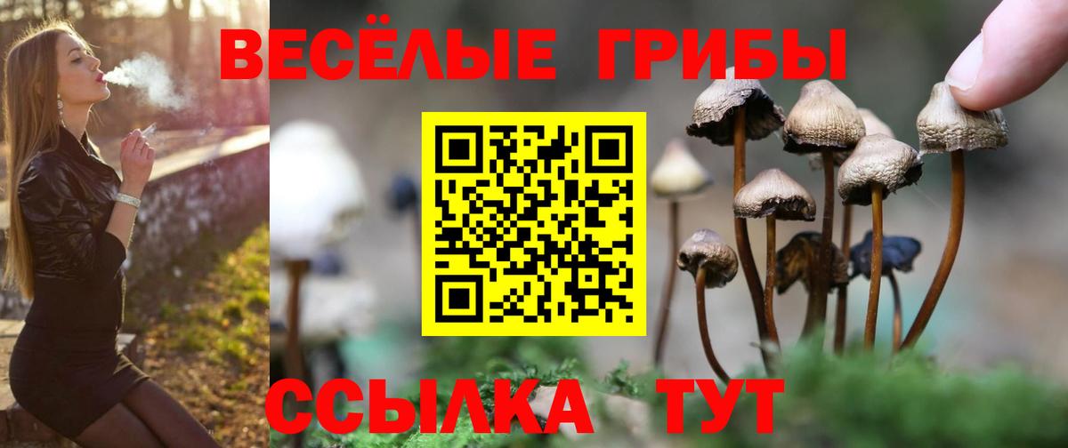 Псилоцибиновые грибы прущие грибы Кольчугино